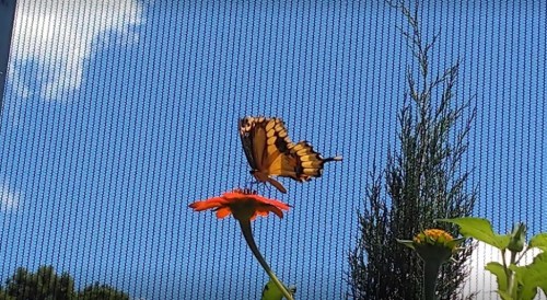 A butterfly with orange and black wings perched on an orange flower against a blue sky.