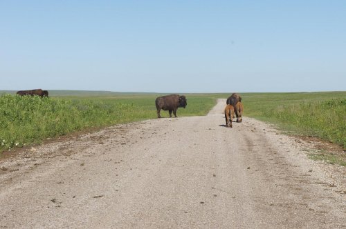 A dirt road in a grassy landscape with bison and horses walking along it under a clear blue sky.