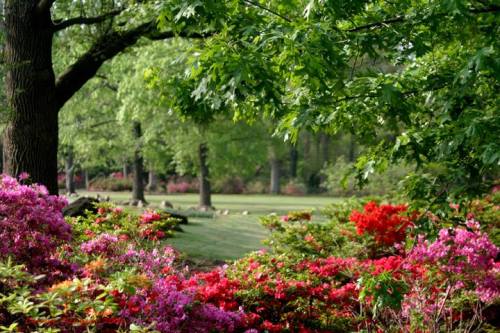 A vibrant garden scene with blooming pink and red azaleas, lush green trees, and a grassy area in the background.