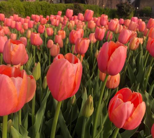 A vibrant field of pink tulips in full bloom, surrounded by lush green foliage.