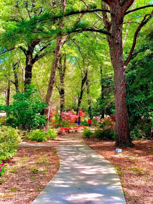 A serene garden path lined with trees and colorful plants, leading through a lush, green landscape.