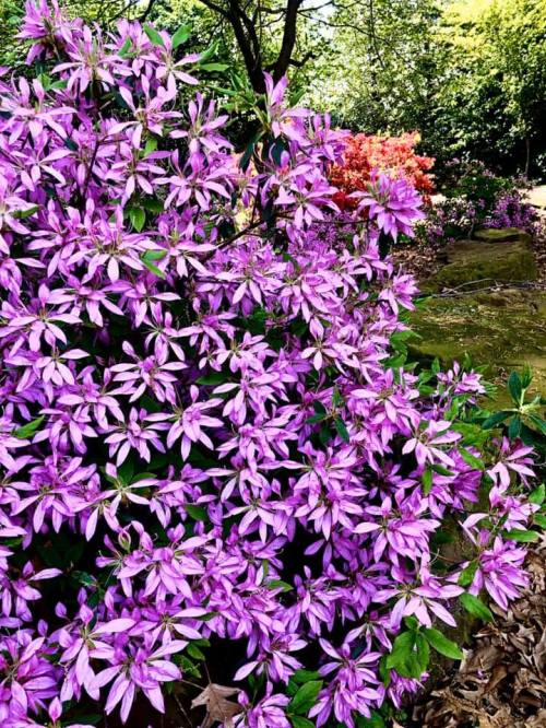 A vibrant display of purple and pink flowers blooming on lush green foliage in a garden setting.