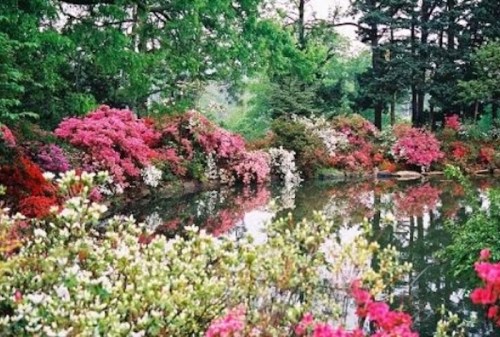 A serene garden with vibrant pink and white flowers reflecting in a calm pond, surrounded by lush greenery.