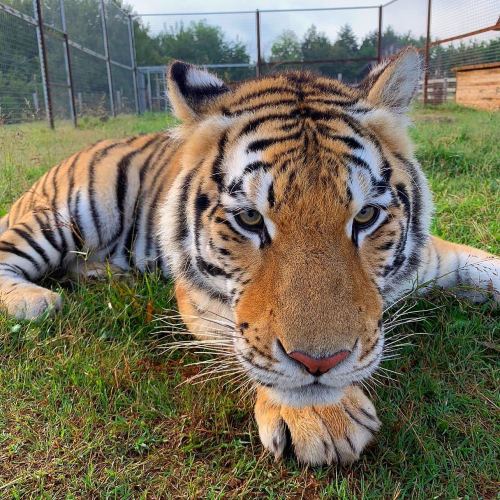 A close-up of a tiger resting on grass, showcasing its striking stripes and intense gaze.