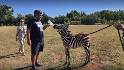 A man feeds a young zebra from a bottle while a woman observes in a grassy outdoor setting.