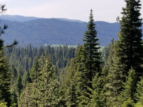 Lush green forest with tall pine trees and distant mountains under a clear sky.