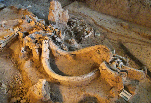 Aerial view of dinosaur fossils embedded in rocky terrain, showcasing skeletal remains and excavation site.