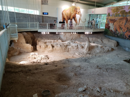 A large excavation site with fossil remains, featuring a mural of prehistoric animals and a life-sized elephant model.