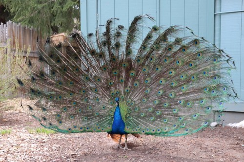 A vibrant peacock displaying its colorful, fan-like tail feathers in a natural setting.