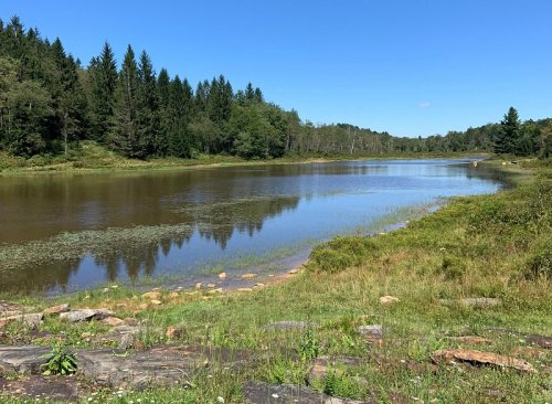 A serene river scene surrounded by lush greenery and trees under a clear blue sky.