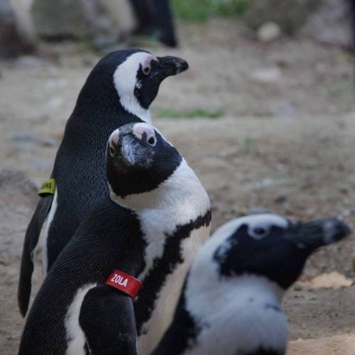 Three penguins with colored bands on their flippers, standing together in a natural setting.
