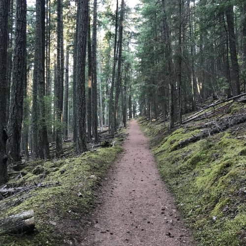 A winding dirt path through a dense forest of tall trees and lush green undergrowth.
