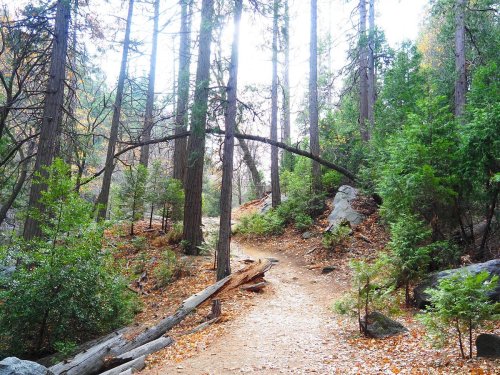A serene forest path winding through tall trees and lush greenery, with fallen leaves scattered on the ground.