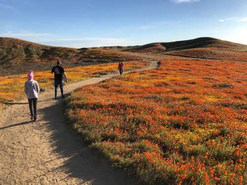 Three people walk along a dirt path through a vibrant field of orange and yellow wildflowers under a clear blue sky.