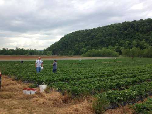 Two people harvest strawberries in a lush field, with a green hillside and cloudy sky in the background.