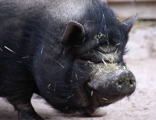 A close-up of a black pig with straw on its snout, looking content in a natural setting.
