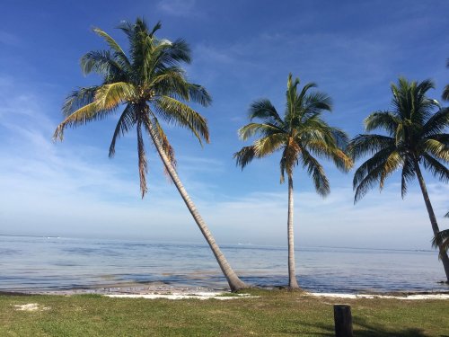 Three palm trees lean over a calm ocean under a clear blue sky, with a grassy shoreline in the foreground.