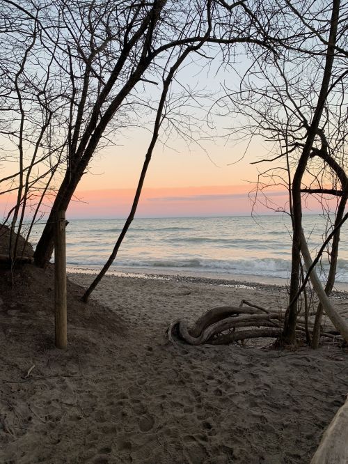 A serene beach scene at sunset, framed by bare trees and gentle waves lapping at the shore.