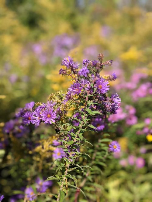 A cluster of purple flowers surrounded by a blurred background of yellow and green foliage.