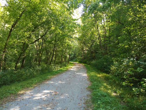 A serene gravel path winding through a lush green forest with sunlight filtering through the trees.