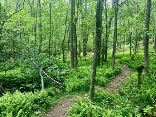 A lush green forest with tall trees and a winding dirt path surrounded by ferns and underbrush.