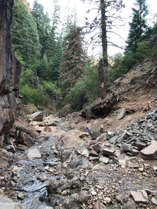 A rocky creek bed surrounded by tall trees and steep, rugged terrain in a forested area.
