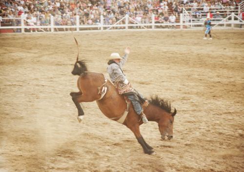 A cowboy rides a bucking horse at a rodeo, surrounded by a cheering crowd in the background.