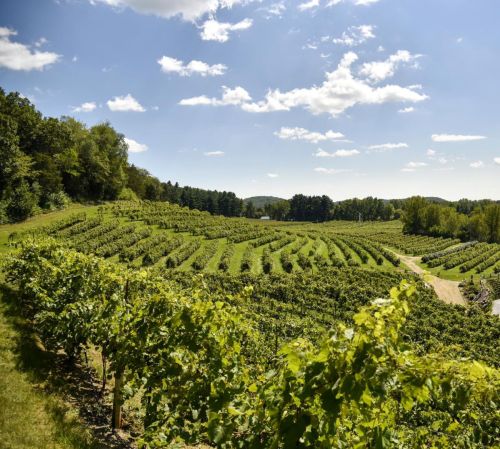 A scenic vineyard landscape with rows of grapevines under a bright blue sky and fluffy white clouds.