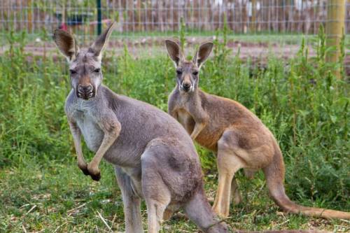 Two kangaroos standing in a grassy area, one looking directly at the camera while the other is slightly turned away.