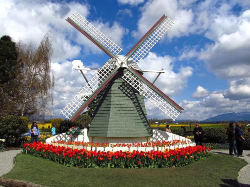 A green windmill surrounded by vibrant tulips under a blue sky with fluffy clouds, with people walking nearby.