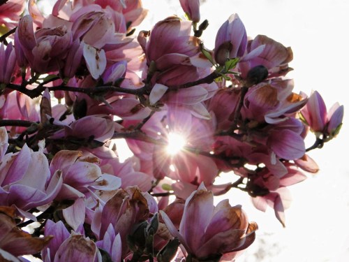 Close-up of pink magnolia flowers with sunlight shining through, creating a soft, glowing effect.