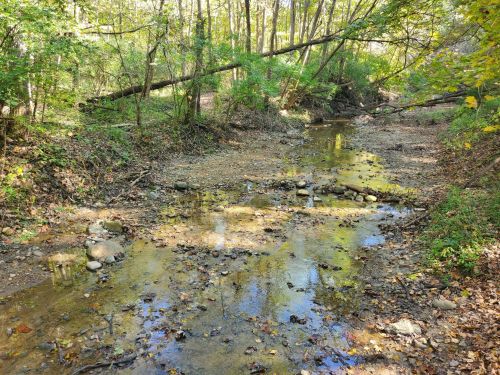 A serene, shallow creek surrounded by trees and fallen leaves, with rocks visible in the water.