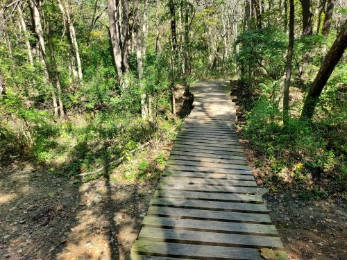 A wooden path through a lush green forest, surrounded by trees and dappled sunlight.