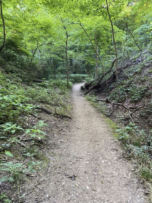 A narrow dirt path winds through a lush green forest, surrounded by trees and underbrush.