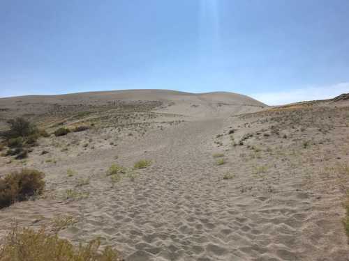 A sandy path leads through a desert landscape with gentle dunes and sparse vegetation under a clear blue sky.