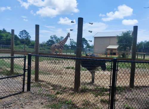 A giraffe stands near a fence, while an ostrich walks in the foreground, with a blue sky and clouds above.