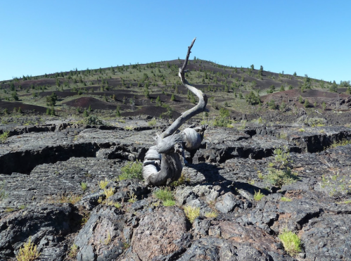 A twisted, dead tree stands on rocky lava terrain, with a green hillside in the background under a clear blue sky.