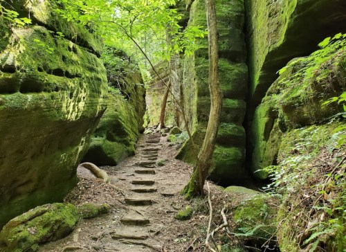 A narrow, moss-covered path winds through tall, green rock formations and trees in a lush forest.