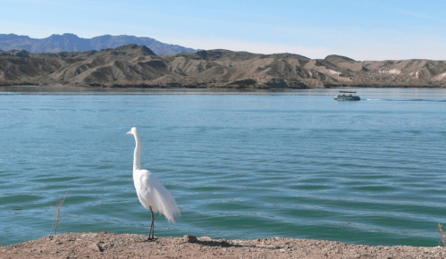 A white heron stands by a calm river with mountains in the background and a small boat in the distance.