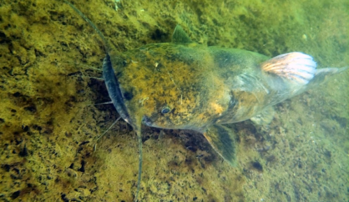 A catfish resting on the riverbed, partially covered in sediment, with whiskers and a mottled greenish-brown body.