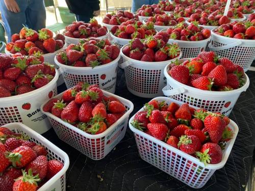 Baskets filled with fresh, ripe strawberries arranged on a table at a market.
