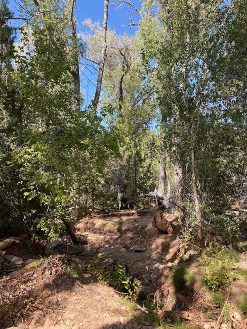 A serene forest scene with tall trees, lush greenery, and a clear blue sky peeking through the leaves.