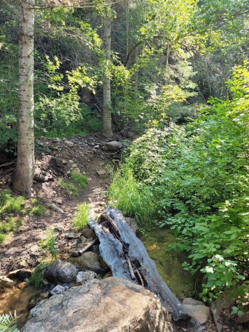 A serene forest scene with a small stream flowing over rocks, surrounded by lush greenery and trees.