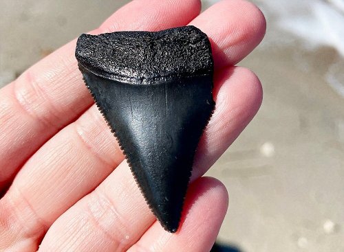 A person holds a large black shark tooth in their hand, with a sandy beach in the background.