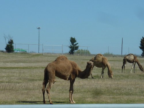 A group of camels grazing in a grassy field under a clear blue sky.