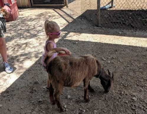 A young child in sunglasses brushes a goat in a farmyard setting.