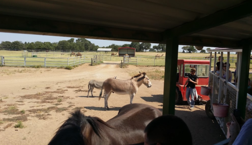 A view from a shelter showing a zebra and a donkey near a red vehicle in a farm setting with green fields in the background.