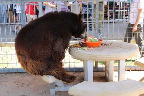 A bear sitting at a picnic table, enjoying a bowl of food while people watch from behind a fence.