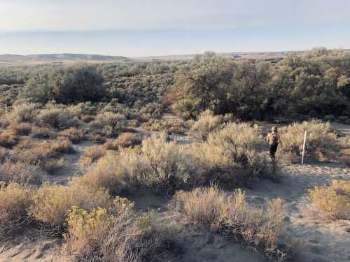 A person walks through a sandy area with sparse vegetation and shrubs under a clear sky.