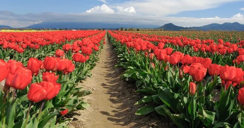 A vibrant field of red tulips stretches towards distant mountains under a blue sky with fluffy clouds.